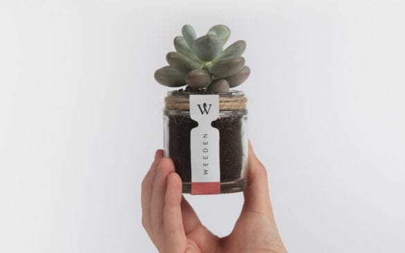 Weeden Plant in a Glass Jar