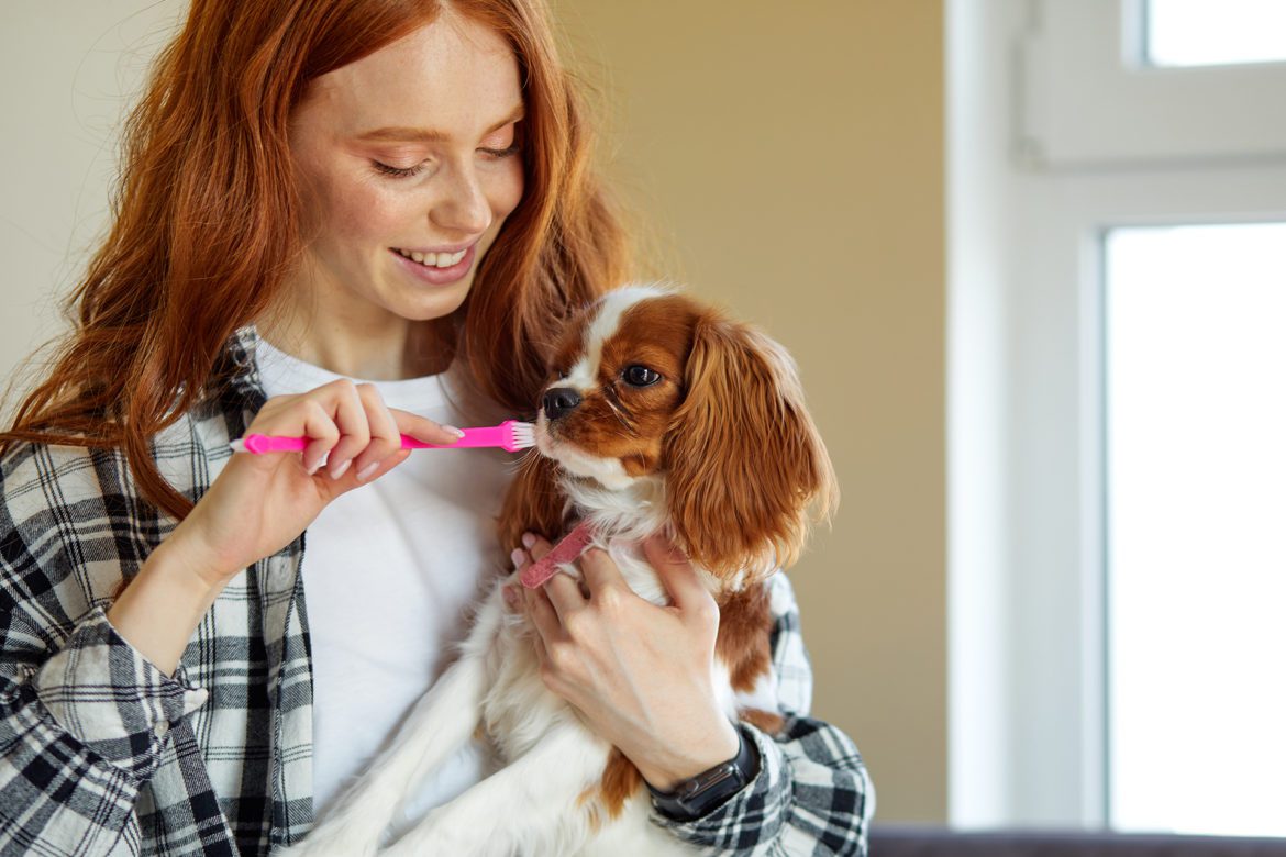 Woman brushing small dogs teeth